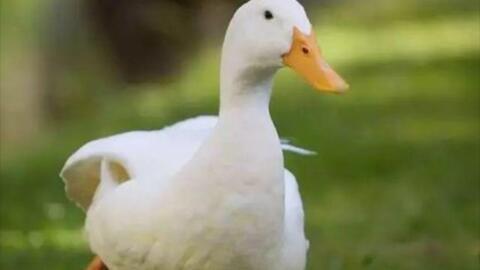 毳老鸭在线视频,揭秘传统鸭肉烹饪技艺与养生之道